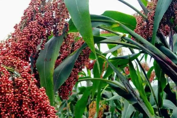 东北农作物的生长期短不短,一般只有4个月左右