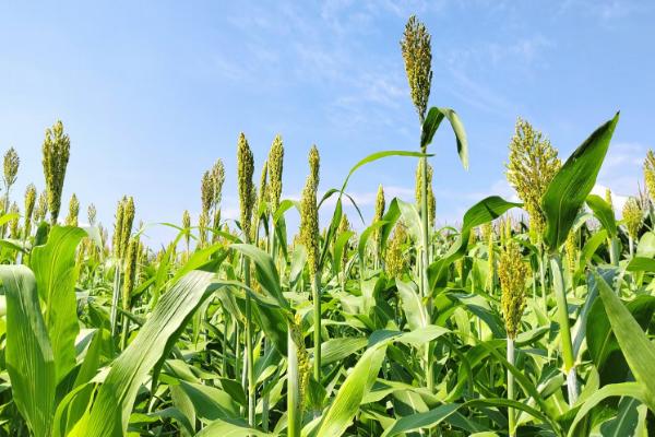 东北农作物的生长期短不短,一般只有4个月左右