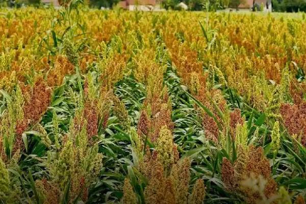 东北农作物的生长期短不短,一般只有4个月左右