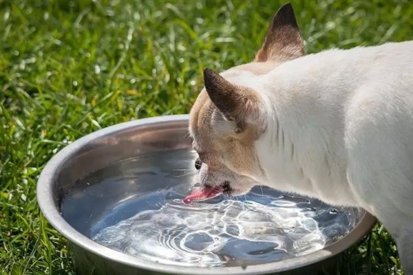 狗拉稀流鼻涕的原因，主要是寒冷刺激、感染犬瘟热病毒、体内存在寄生虫所致