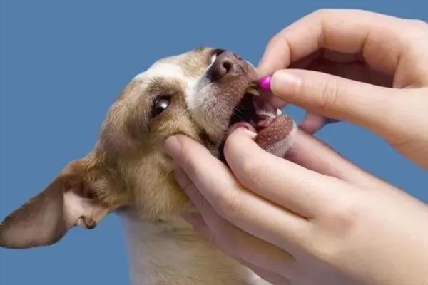狗拉稀流鼻涕的原因，主要是寒冷刺激、感染犬瘟热病毒、体内存在寄生虫所致