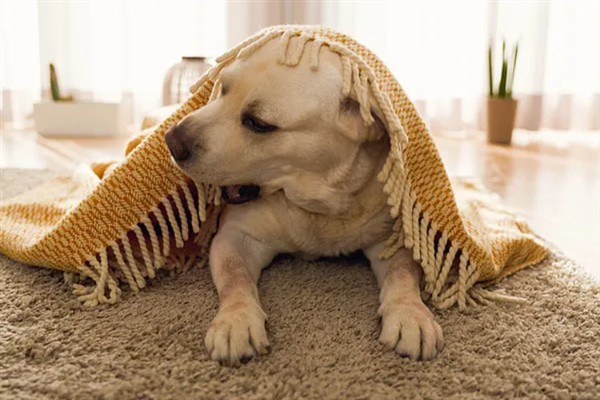 狗拉稀流鼻涕的原因，主要是寒冷刺激、感染犬瘟热病毒、体内存在寄生虫所致