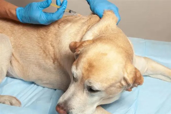 狗拉稀流鼻涕的原因，主要是寒冷刺激、感染犬瘟热病毒、体内存在寄生虫所致