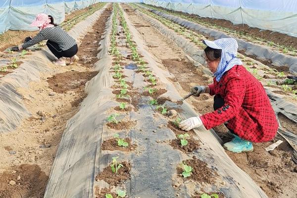 东北农作物的生长期短不短,一般只有4个月左右