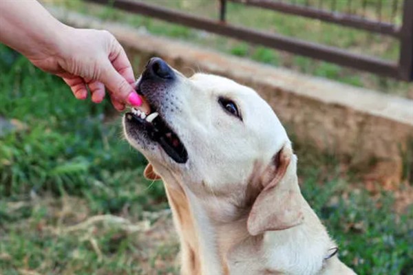 狗拉稀流鼻涕的原因，主要是寒冷刺激、感染犬瘟热病毒、体内存在寄生虫所致