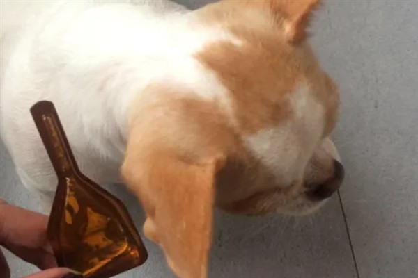 狗拉稀流鼻涕的原因，主要是寒冷刺激、感染犬瘟热病毒、体内存在寄生虫所致