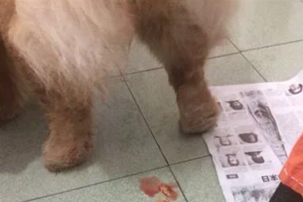 狗拉稀流鼻涕的原因，主要是寒冷刺激、感染犬瘟热病毒、体内存在寄生虫所致