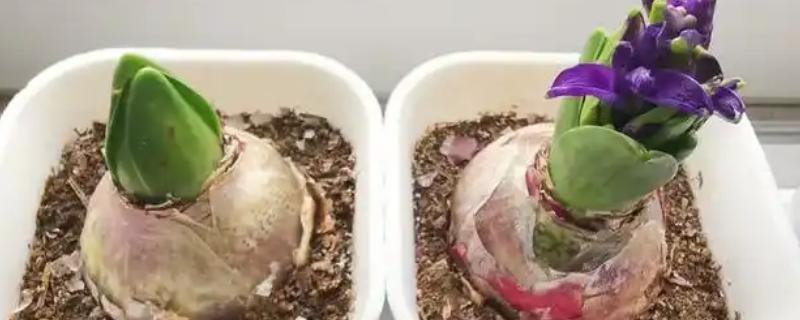 风信子长高了要处理吗，长高了需要处理