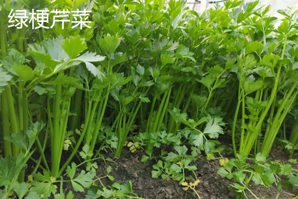 芹菜有什么好品种，绿梗芹菜、乳白梗芹菜等品种皆为良种