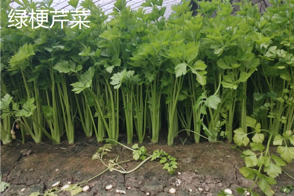 芹菜有什么好品种，绿梗芹菜、乳白梗芹菜等品种皆为良种