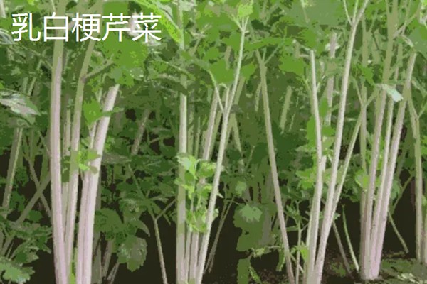 芹菜有什么好品种，绿梗芹菜、乳白梗芹菜等品种皆为良种