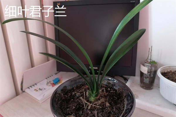 君子兰的品种,常见的有大花君子兰、细叶君子兰等