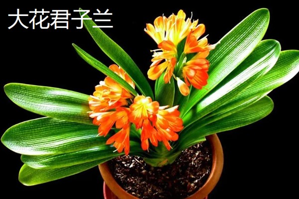 君子兰的品种,常见的有大花君子兰、细叶君子兰等