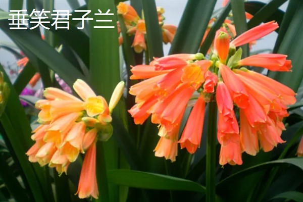 君子兰的品种,常见的有大花君子兰、细叶君子兰等