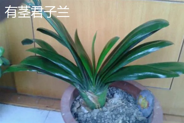 君子兰的品种,常见的有大花君子兰、细叶君子兰等