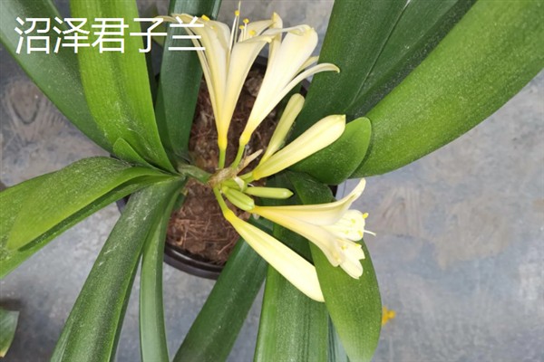 君子兰的品种,常见的有大花君子兰、细叶君子兰等