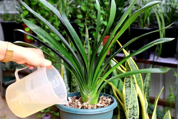 君子兰的品种,常见的有大花君子兰、细叶君子兰等