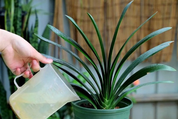 君子兰的品种,常见的有大花君子兰、细叶君子兰等