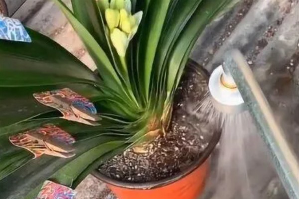 君子兰的品种,常见的有大花君子兰、细叶君子兰等