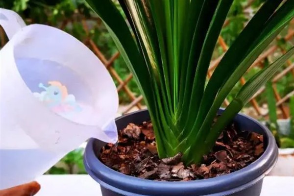 君子兰的品种,常见的有大花君子兰、细叶君子兰等