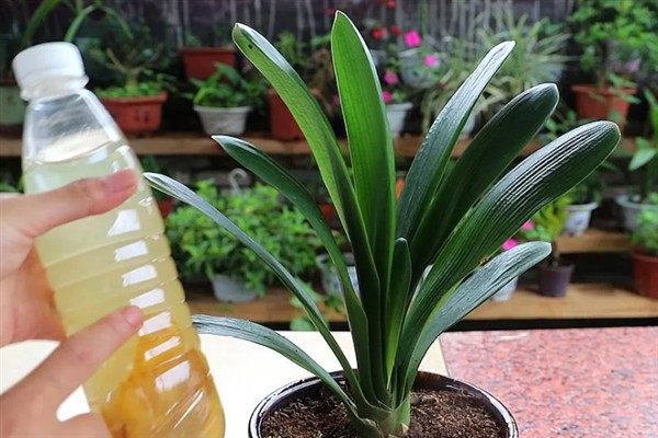 君子兰的品种,常见的有大花君子兰、细叶君子兰等