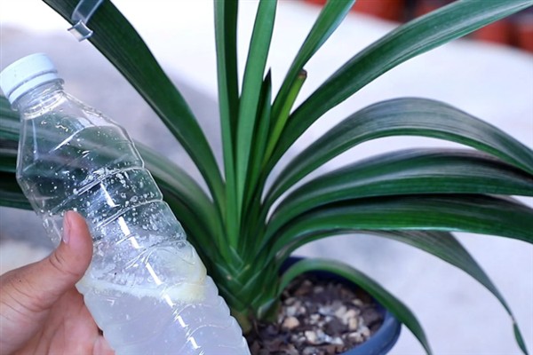 君子兰的品种,常见的有大花君子兰、细叶君子兰等