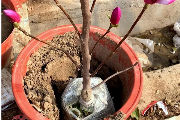 种植紫玉兰树苗要注意什么，春季种植可提高幼苗的成活率