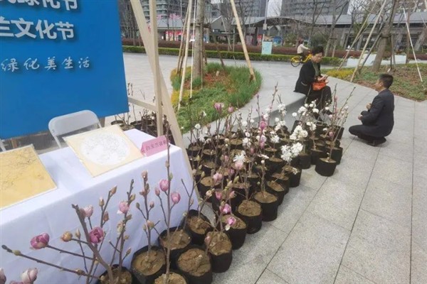 种植紫玉兰树苗要注意什么，春季种植可提高幼苗的成活率