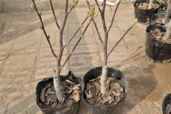 种植紫玉兰树苗要注意什么，春季种植可提高幼苗的成活率