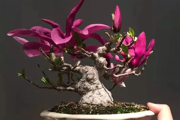 种植紫玉兰树苗要注意什么，春季种植可提高幼苗的成活率