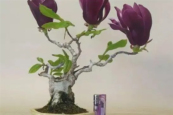 种植紫玉兰树苗要注意什么，春季种植可提高幼苗的成活率