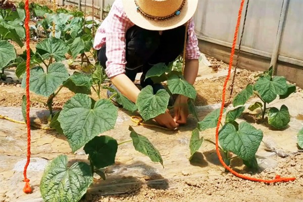 露天黄瓜的种植方法，在4-5月种植