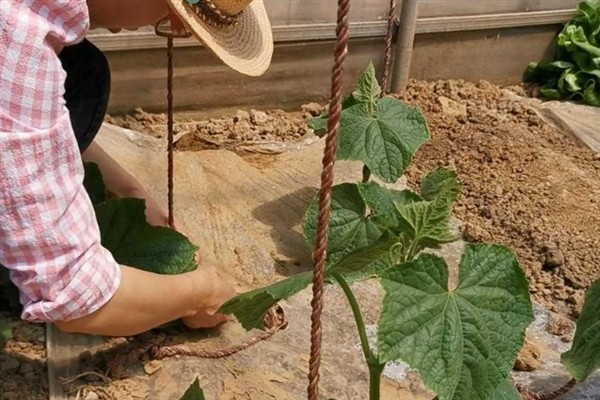 露天黄瓜的种植方法，在4-5月种植