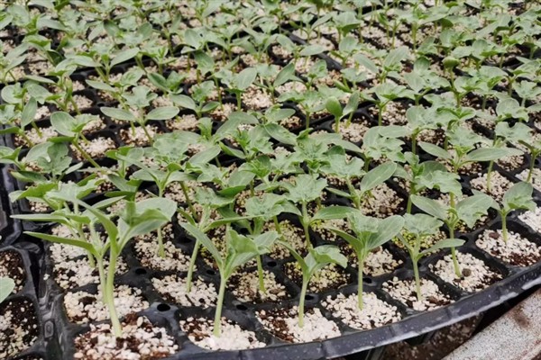 露天黄瓜的种植方法，在4-5月种植