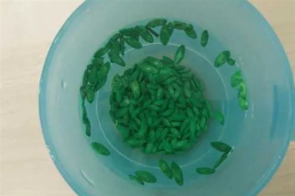 露天黄瓜的种植方法，在4-5月种植