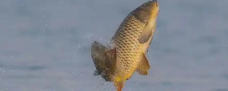 小河中有没有鲤鱼，会栖息在河流、池塘、湖库等水域中