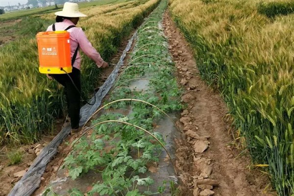 虫螨腈的防治对象，可防除鳞翅目、同翅目等科目中的害虫