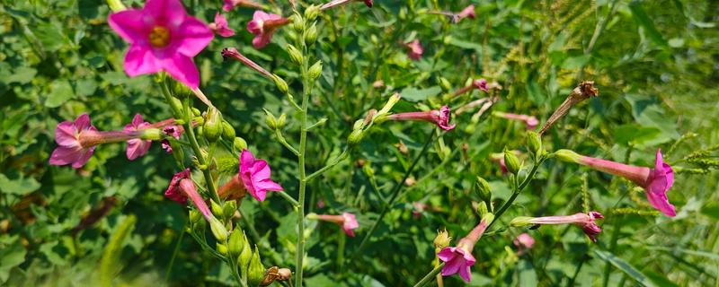花烟草是否耐寒，温度低于0℃时会被冻死