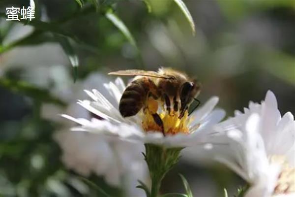 蜂的种类有哪些，有蜜蜂、胡蜂、熊蜂等