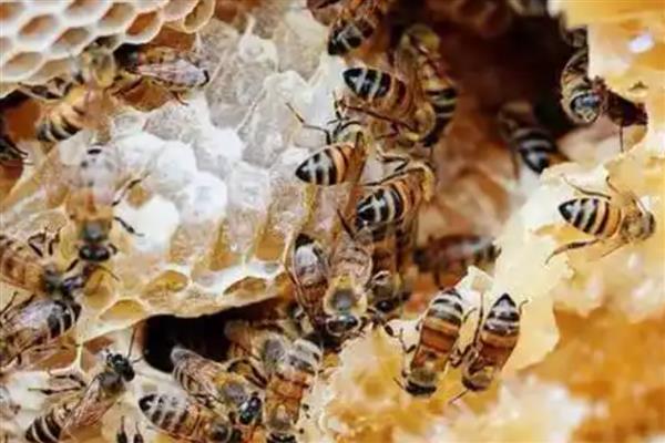 蜂的种类有哪些，有蜜蜂、胡蜂、熊蜂等