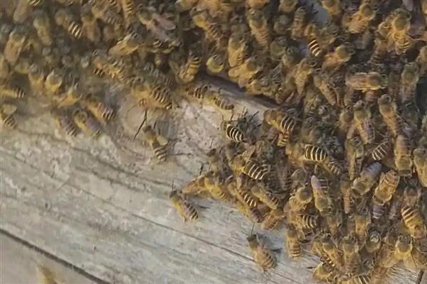 蜂的种类有哪些，有蜜蜂、胡蜂、熊蜂等