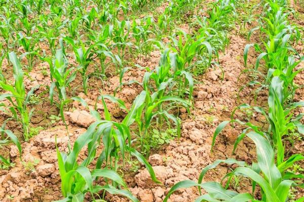 玉米黄苗的原因,根部缺水干旱、土壤有机质含量低都会引发