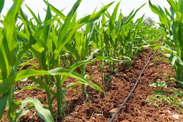 玉米黄苗的原因,根部缺水干旱、土壤有机质含量低都会引发