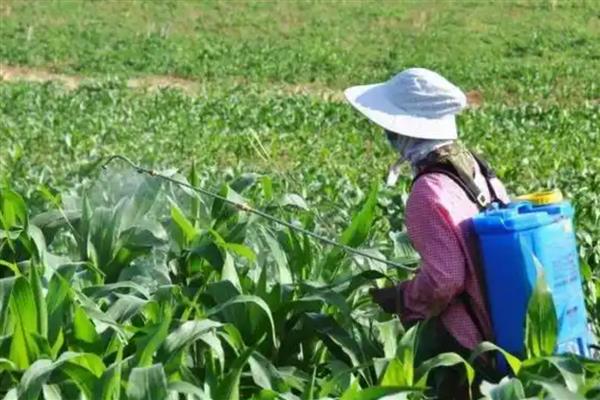 玉米黄苗的原因,根部缺水干旱、土壤有机质含量低都会引发