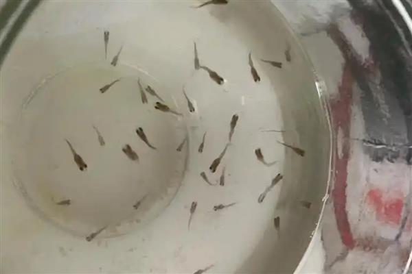 如何喂养刚出生的孔雀鱼，出生3天左右再饲喂熟蛋黄等食物