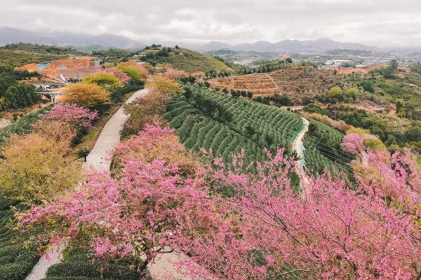 永福樱花的开放时间，花期多为1-2月份