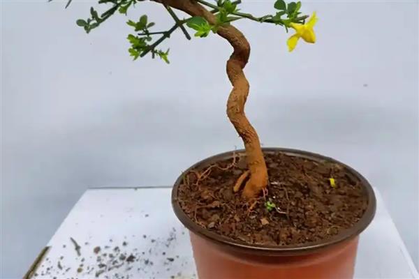 迎春花是不是一种完全花，是一种完全花