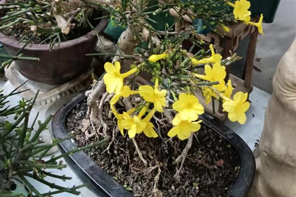 迎春花是不是一种完全花，是一种完全花