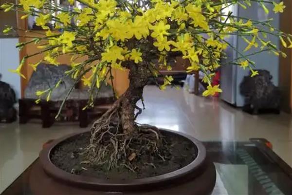 迎春花是不是一种完全花，是一种完全花