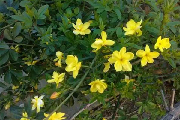 迎春花是不是一种完全花，是一种完全花